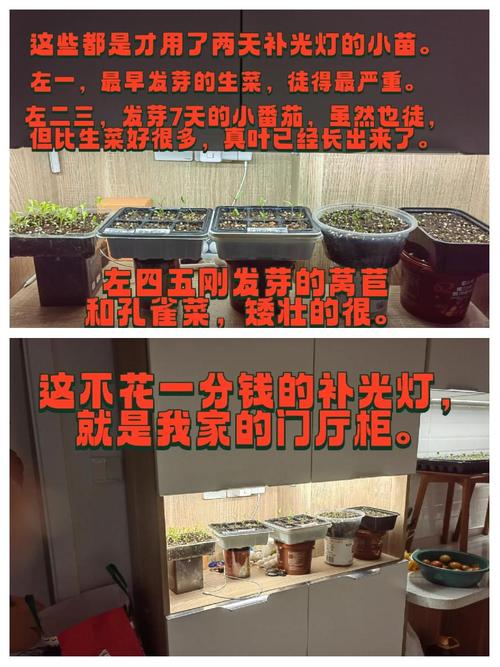 植物补光一般用什么灯,植物补光一般灯可以吗-第1张图片-优品飞百科 植物补光一般用什么灯,植物补光一般灯可以吗-第1张图片-优品飞百科