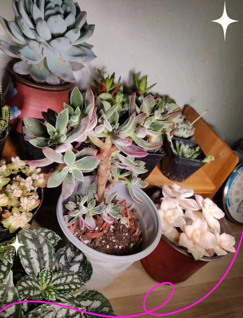 植物补光一般用什么灯,植物补光一般灯可以吗-第2张图片-优品飞百科 植物补光一般用什么灯,植物补光一般灯可以吗-第2张图片-优品飞百科