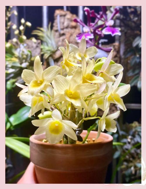 植物补光一般用什么灯,植物补光一般灯可以吗-第3张图片-优品飞百科 植物补光一般用什么灯,植物补光一般灯可以吗-第3张图片-优品飞百科