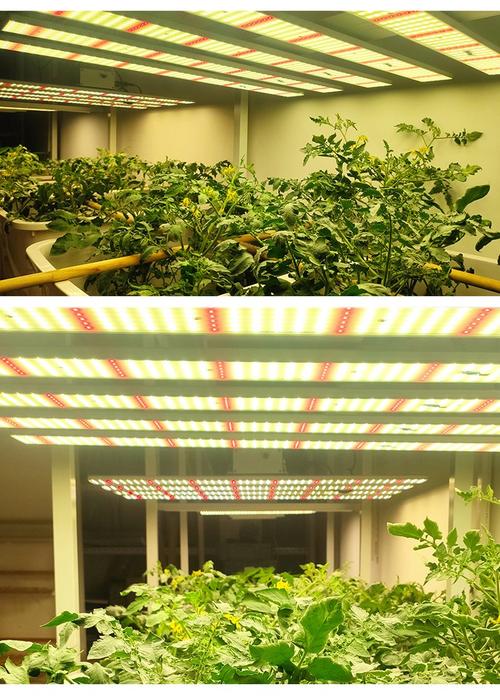 植物补光一般用什么灯,植物补光一般灯可以吗-第5张图片-优品飞百科 植物补光一般用什么灯,植物补光一般灯可以吗-第5张图片-优品飞百科