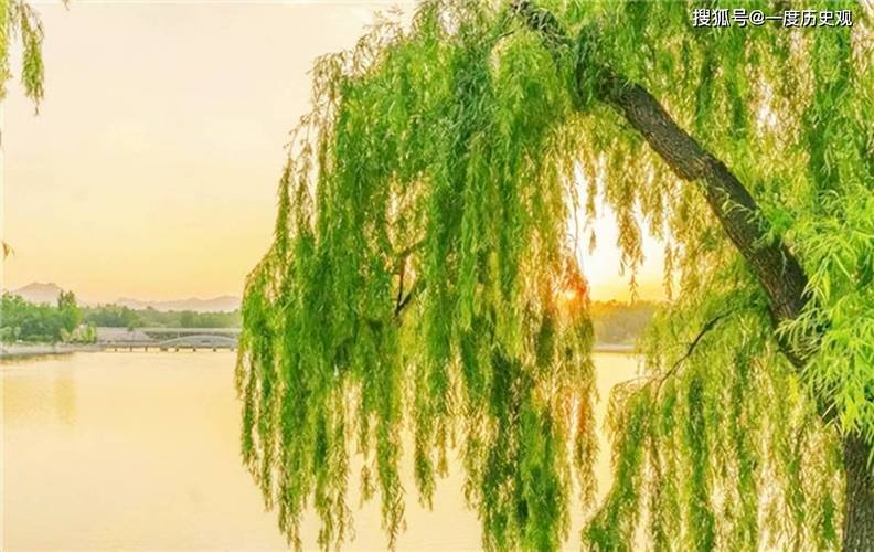 榆树为什么是鬼树，四大鬼树是什么，榆树为什么有灵性