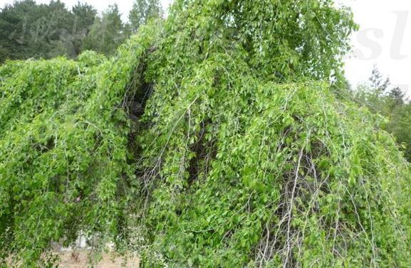 榆树为什么是鬼树,四大鬼树是什么,榆树为什么有灵性-第2张图片-优品飞百科 榆树为什么是鬼树,四大鬼树是什么,榆树为什么有灵性-第2张图片-优品飞百科