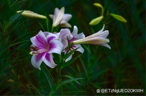 榆树为什么是鬼树,四大鬼树是什么,榆树为什么有灵性-第3张图片-优品飞百科 榆树为什么是鬼树,四大鬼树是什么,榆树为什么有灵性-第3张图片-优品飞百科