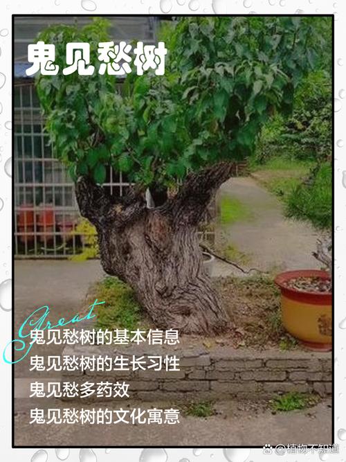 榆树为什么是鬼树,四大鬼树是什么,榆树为什么有灵性-第4张图片-优品飞百科 榆树为什么是鬼树,四大鬼树是什么,榆树为什么有灵性-第4张图片-优品飞百科