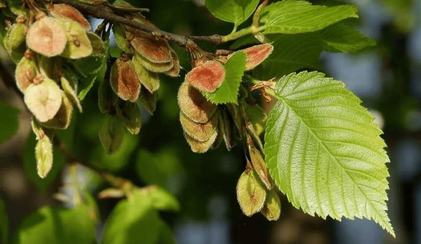 榆树为什么是鬼树,四大鬼树是什么,榆树为什么有灵性-第6张图片-优品飞百科 榆树为什么是鬼树,四大鬼树是什么,榆树为什么有灵性-第6张图片-优品飞百科