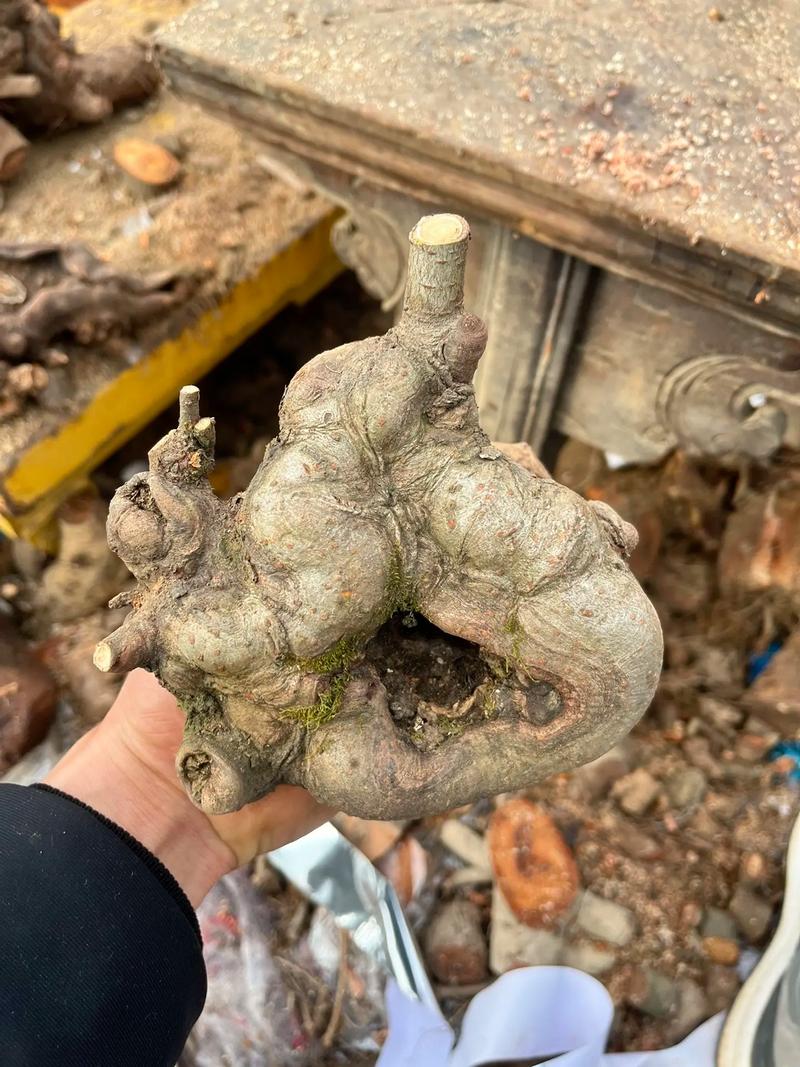 榆树为什么是鬼树,四大鬼树是什么,榆树为什么有灵性-第7张图片-优品飞百科 榆树为什么是鬼树,四大鬼树是什么,榆树为什么有灵性-第7张图片-优品飞百科