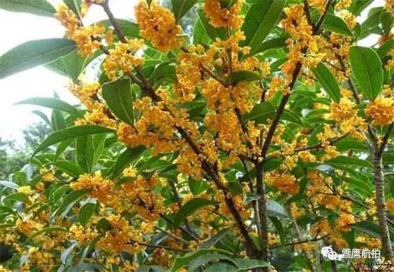 榆树为什么是鬼树,四大鬼树是什么,榆树为什么有灵性-第8张图片-优品飞百科 榆树为什么是鬼树,四大鬼树是什么,榆树为什么有灵性-第8张图片-优品飞百科