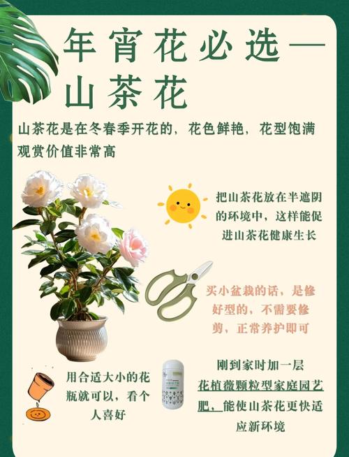 茶花放在家中的风水好吗？？茶花放家里风水好吗？