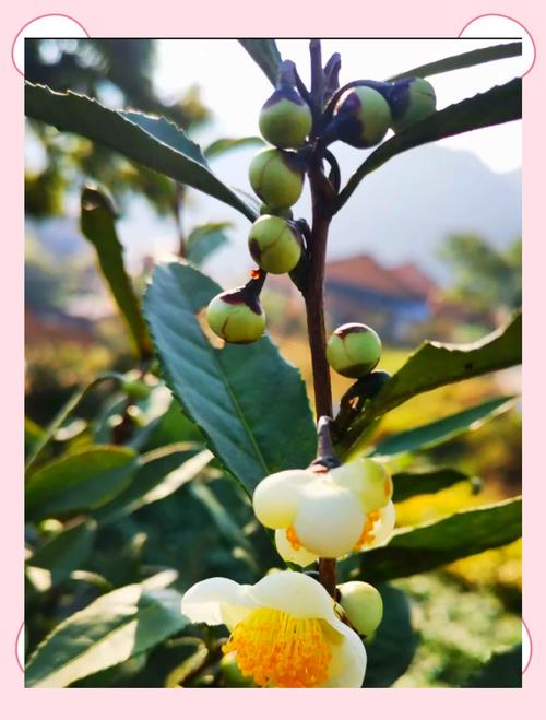 茶花放在家中的风水好吗？？茶花放家里风水好吗？-第2张图片-优品飞百科