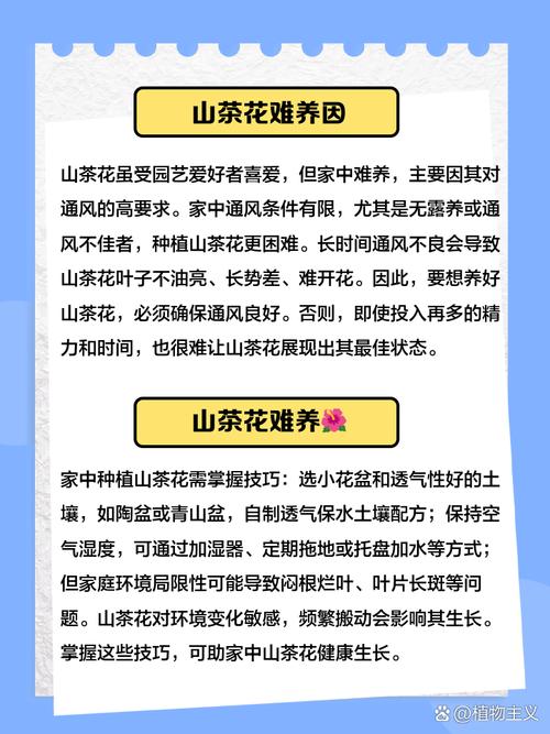 茶花放在家中的风水好吗？？茶花放家里风水好吗？-第3张图片-优品飞百科