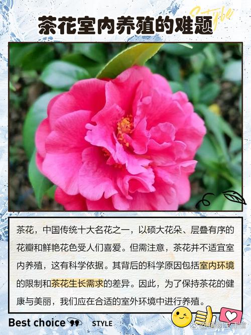 茶花放在家中的风水好吗？？茶花放家里风水好吗？-第4张图片-优品飞百科