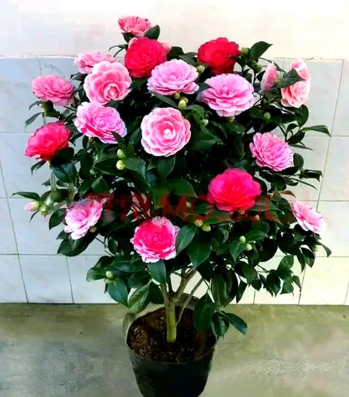 茶花放在家中的风水好吗？？茶花放家里风水好吗？-第5张图片-优品飞百科