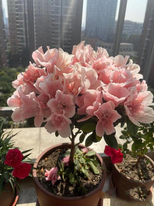 西洋杜鹃什么时候开花，西洋杜鹃适合什么时候换盆？-第1张图片-优品飞百科