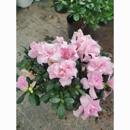 西洋杜鹃什么时候开花，西洋杜鹃适合什么时候换盆？-第2张图片-优品飞百科