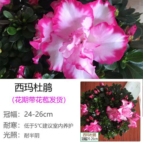 西洋杜鹃什么时候开花，西洋杜鹃适合什么时候换盆？-第3张图片-优品飞百科