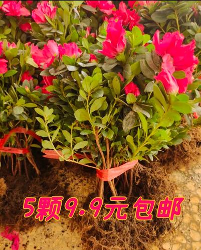 西洋杜鹃什么时候开花，西洋杜鹃适合什么时候换盆？-第4张图片-优品飞百科