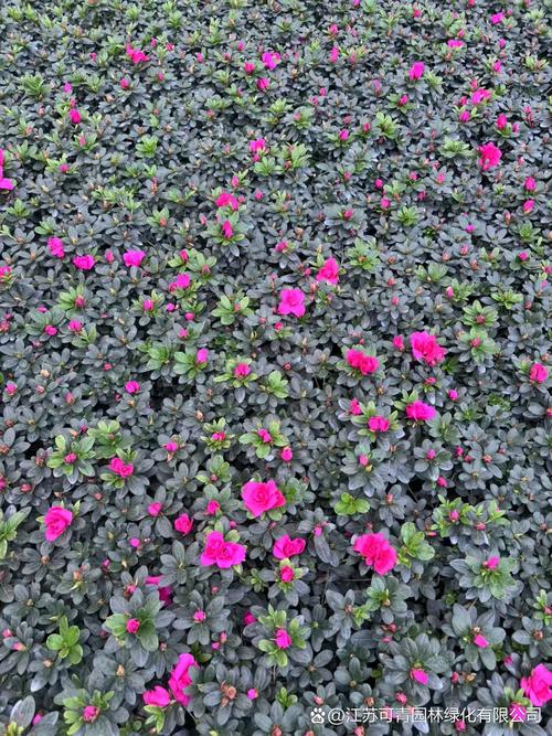 西洋杜鹃什么时候开花，西洋杜鹃适合什么时候换盆？-第5张图片-优品飞百科