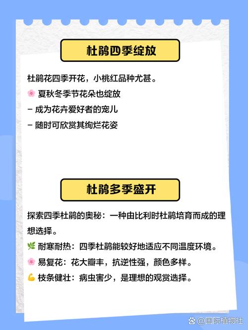 西洋杜鹃什么时候开花，西洋杜鹃适合什么时候换盆？-第7张图片-优品飞百科