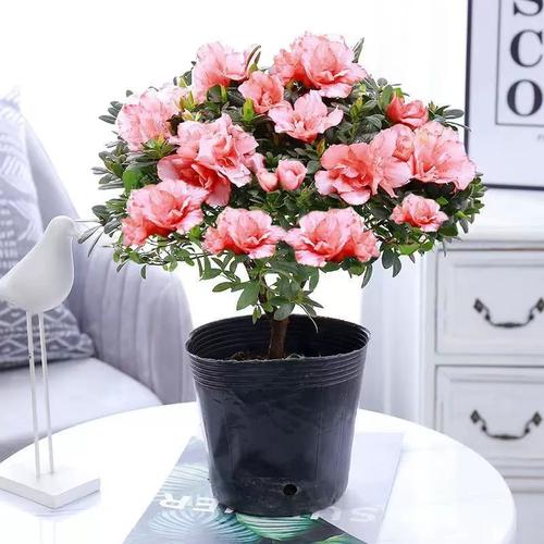 西洋杜鹃什么时候开花，西洋杜鹃适合什么时候换盆？-第8张图片-优品飞百科