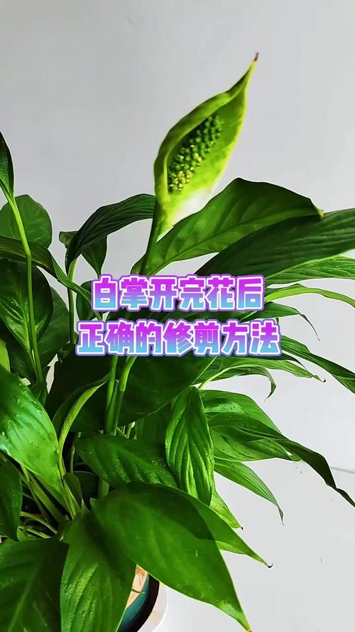 白掌什么时候开花？白掌一年开几次花正常？