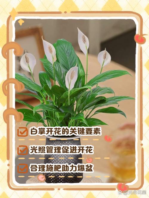 白掌什么时候开花？白掌一年开几次花正常？-第2张图片-优品飞百科