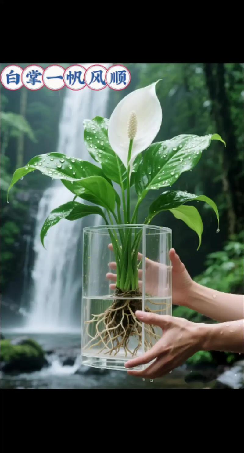 白掌什么时候开花？白掌一年开几次花正常？-第4张图片-优品飞百科