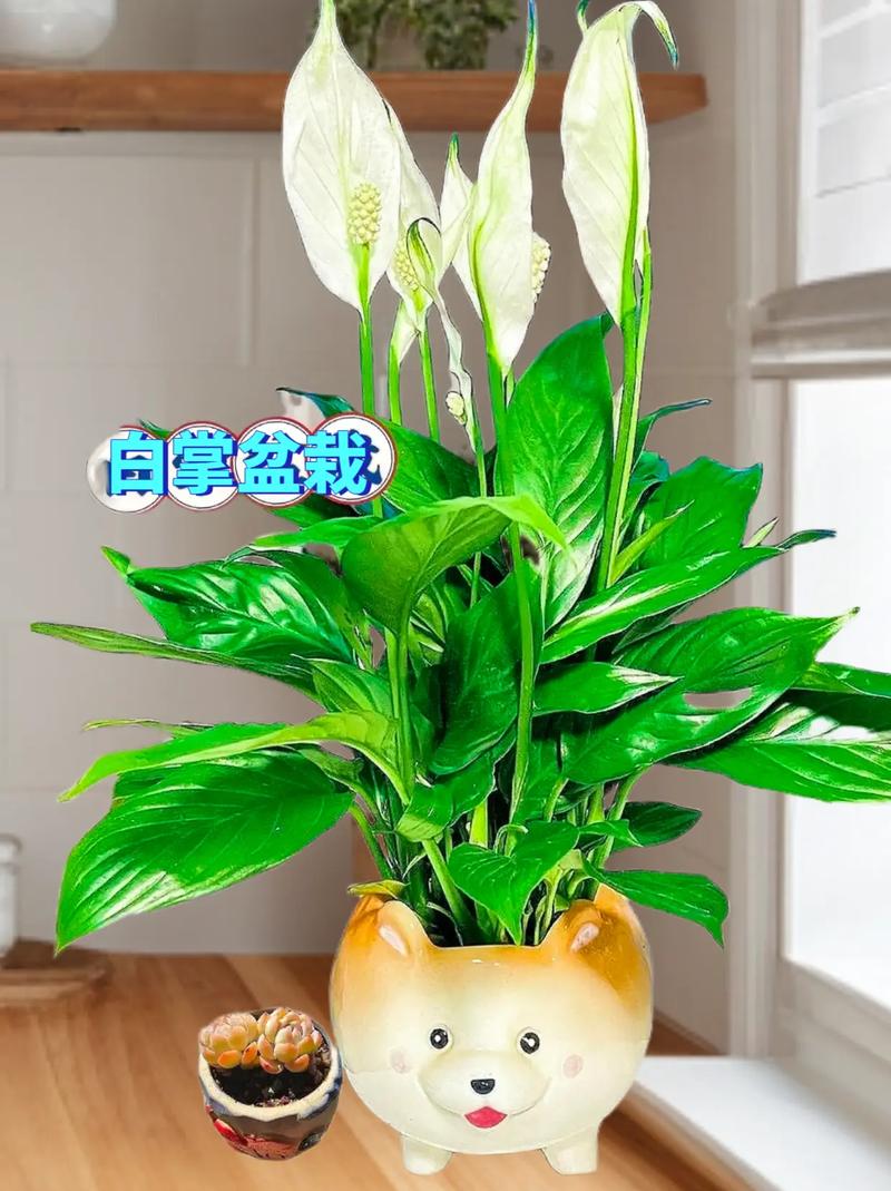 白掌什么时候开花？白掌一年开几次花正常？-第5张图片-优品飞百科