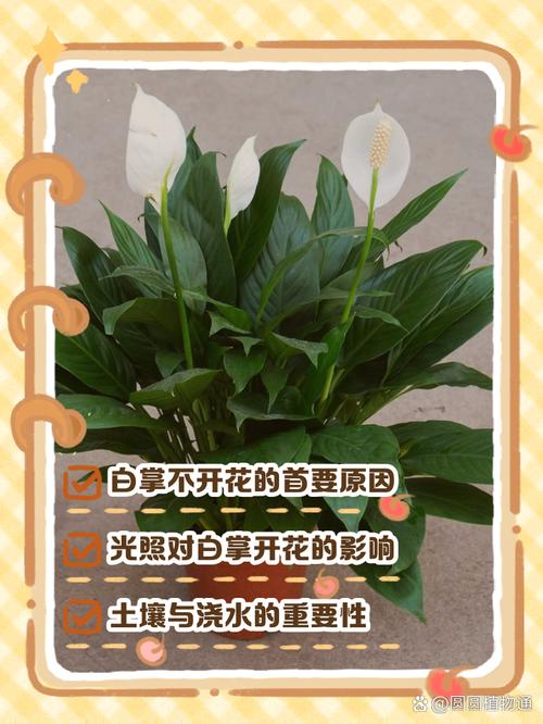 白掌什么时候开花？白掌一年开几次花正常？-第6张图片-优品飞百科