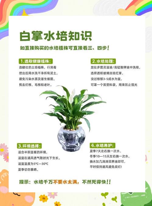 白掌什么时候开花？白掌一年开几次花正常？-第7张图片-优品飞百科