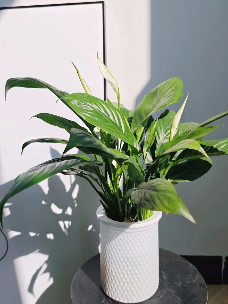 白掌什么时候开花？白掌一年开几次花正常？-第8张图片-优品飞百科