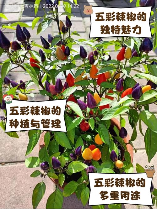 五彩椒的功效和作用，五彩椒有什么药用价值？-第2张图片-优品飞百科
