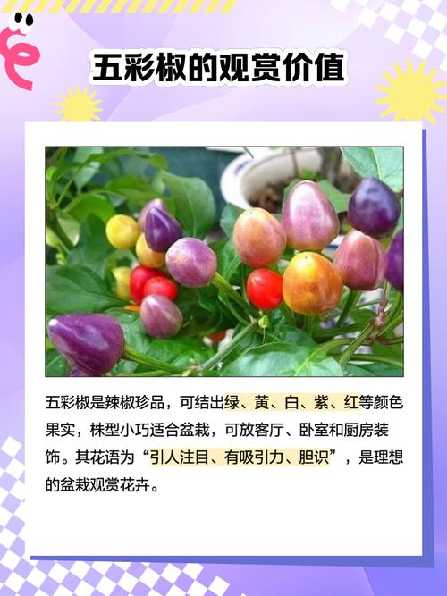 五彩椒的功效和作用，五彩椒有什么药用价值？-第3张图片-优品飞百科