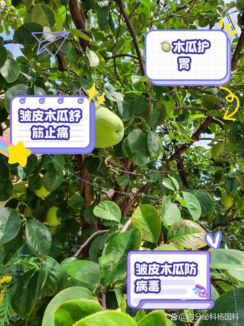 木瓜的功效与作用?木瓜的功效与作用及营养价值?-第4张图片-优品飞百科 木瓜的功效与作用?木瓜的功效与作用及营养价值?-第4张图片-优品飞百科