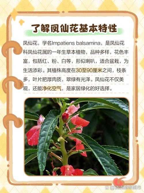 苏丹凤仙花的养殖方法？苏丹凤仙花有毒吗可不可以养在室内？-第2张图片-优品飞百科