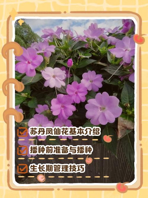 苏丹凤仙花的养殖方法？苏丹凤仙花有毒吗可不可以养在室内？-第3张图片-优品飞百科