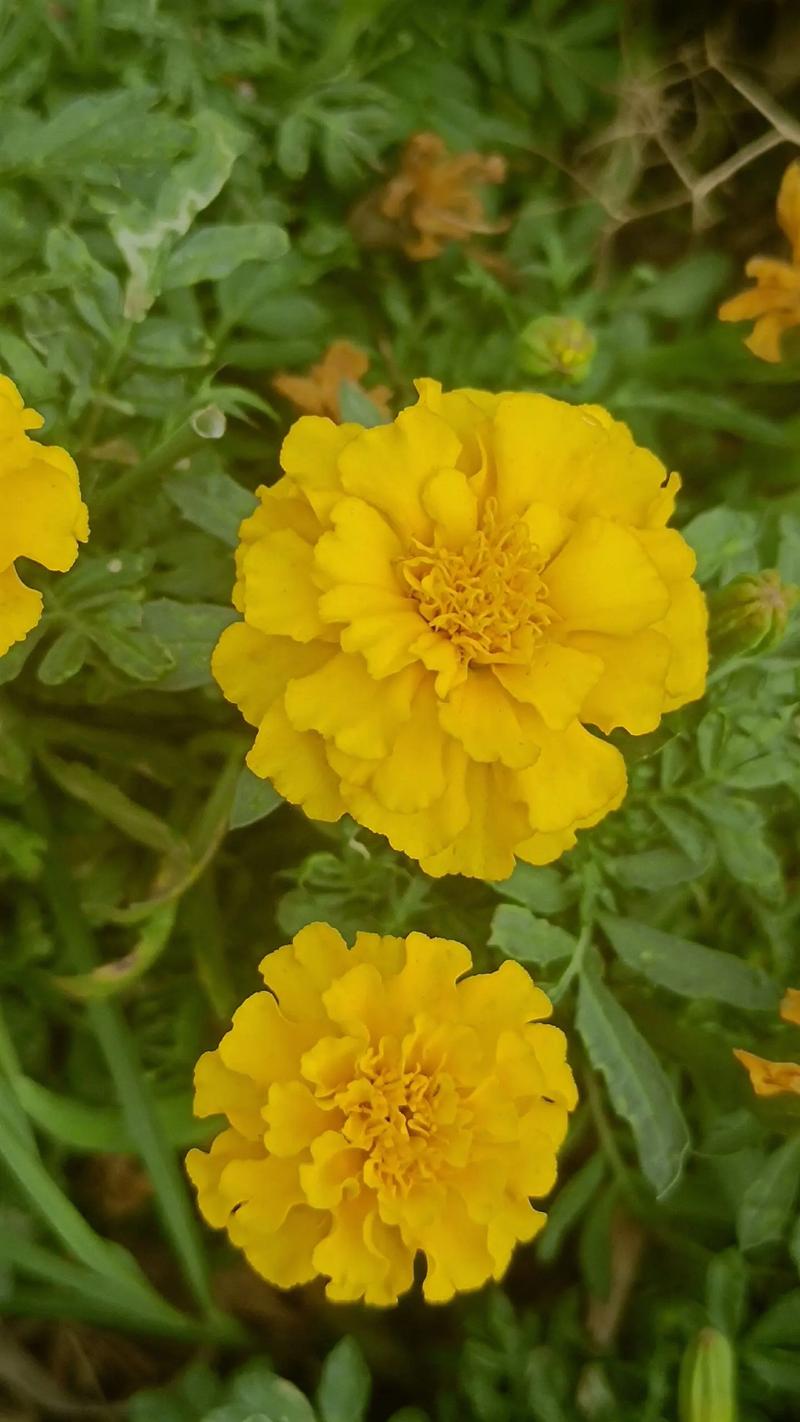 波斯菊和万寿菊的区别，波斯菊和万寿菊的区别图片？-第1张图片-优品飞百科