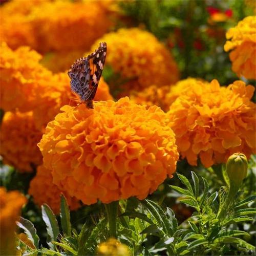 波斯菊和万寿菊的区别，波斯菊和万寿菊的区别图片？-第2张图片-优品飞百科