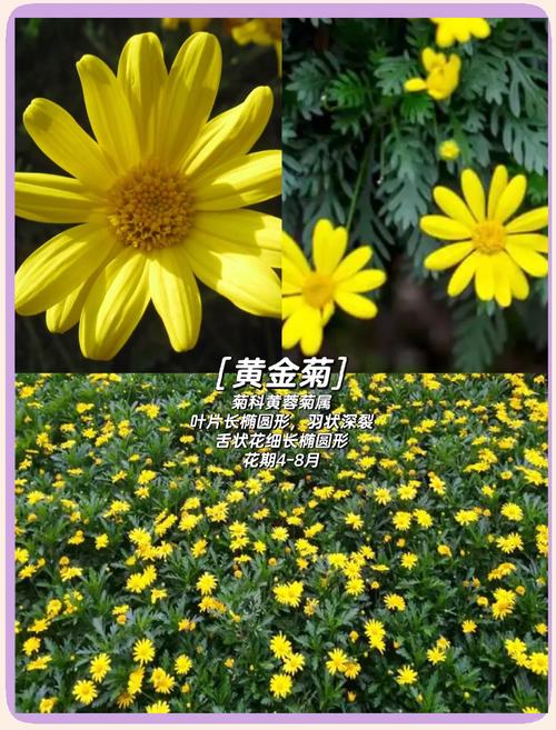 波斯菊和万寿菊的区别，波斯菊和万寿菊的区别图片？-第3张图片-优品飞百科