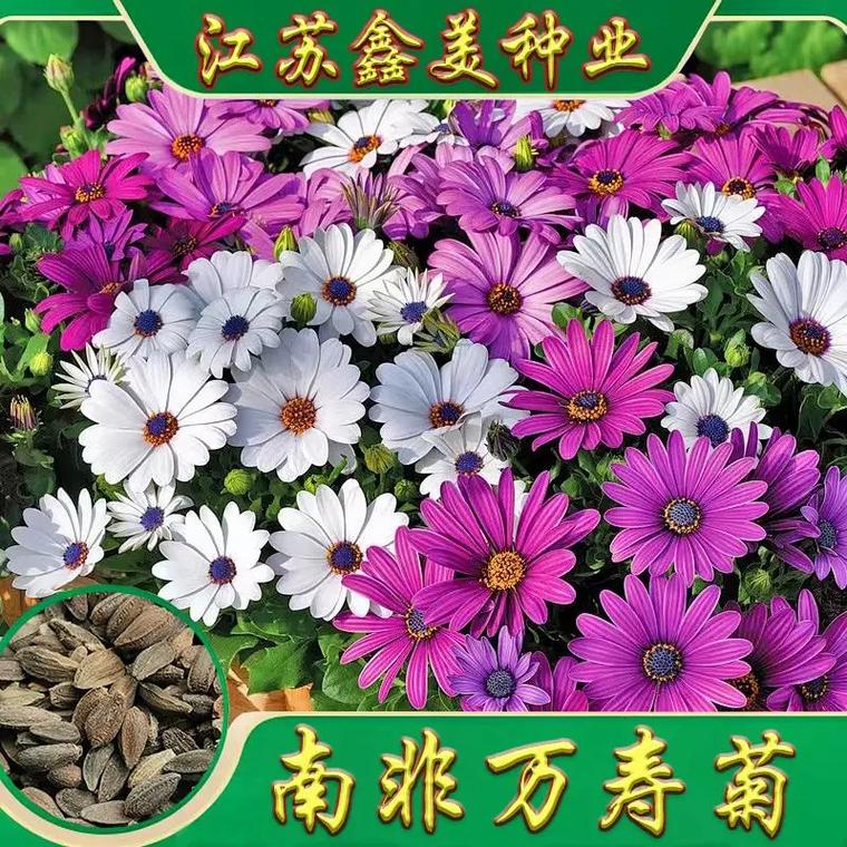 波斯菊和万寿菊的区别，波斯菊和万寿菊的区别图片？-第4张图片-优品飞百科