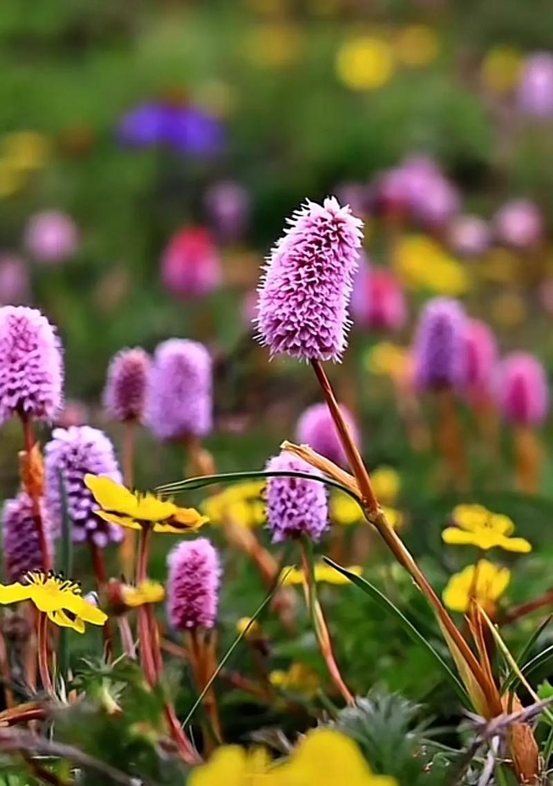 波斯菊和万寿菊的区别，波斯菊和万寿菊的区别图片？-第5张图片-优品飞百科