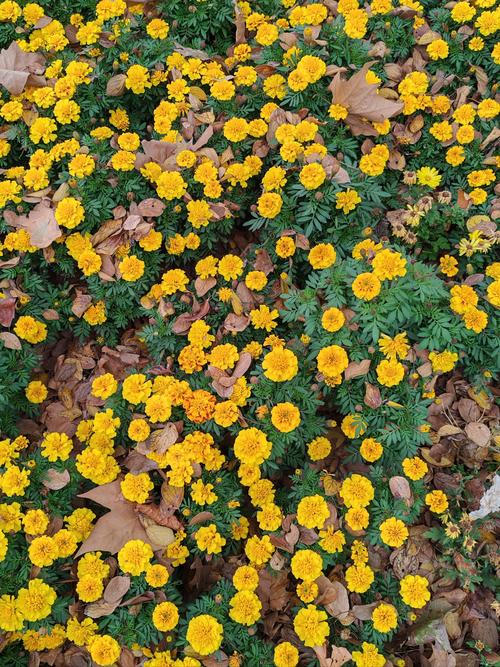 波斯菊和万寿菊的区别，波斯菊和万寿菊的区别图片？-第6张图片-优品飞百科