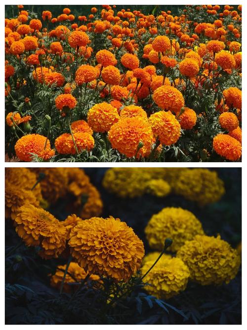 波斯菊和万寿菊的区别，波斯菊和万寿菊的区别图片？-第7张图片-优品飞百科