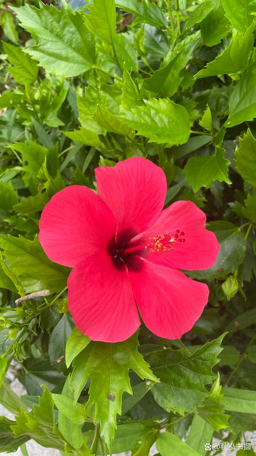 扶桑花有毒吗？扶桑花有毒吗,他的花可以食用吗？