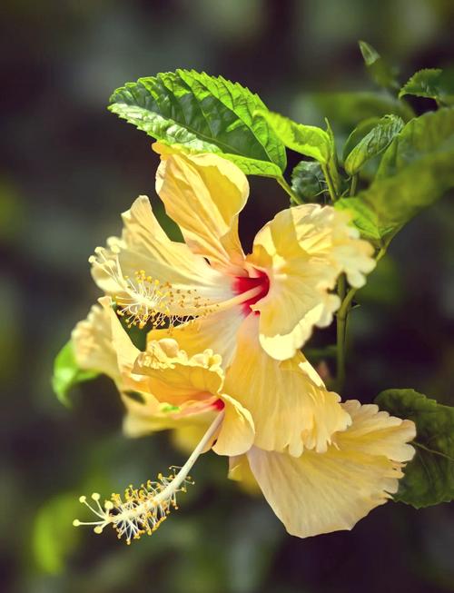 扶桑花有毒吗？扶桑花有毒吗,他的花可以食用吗？-第3张图片-优品飞百科