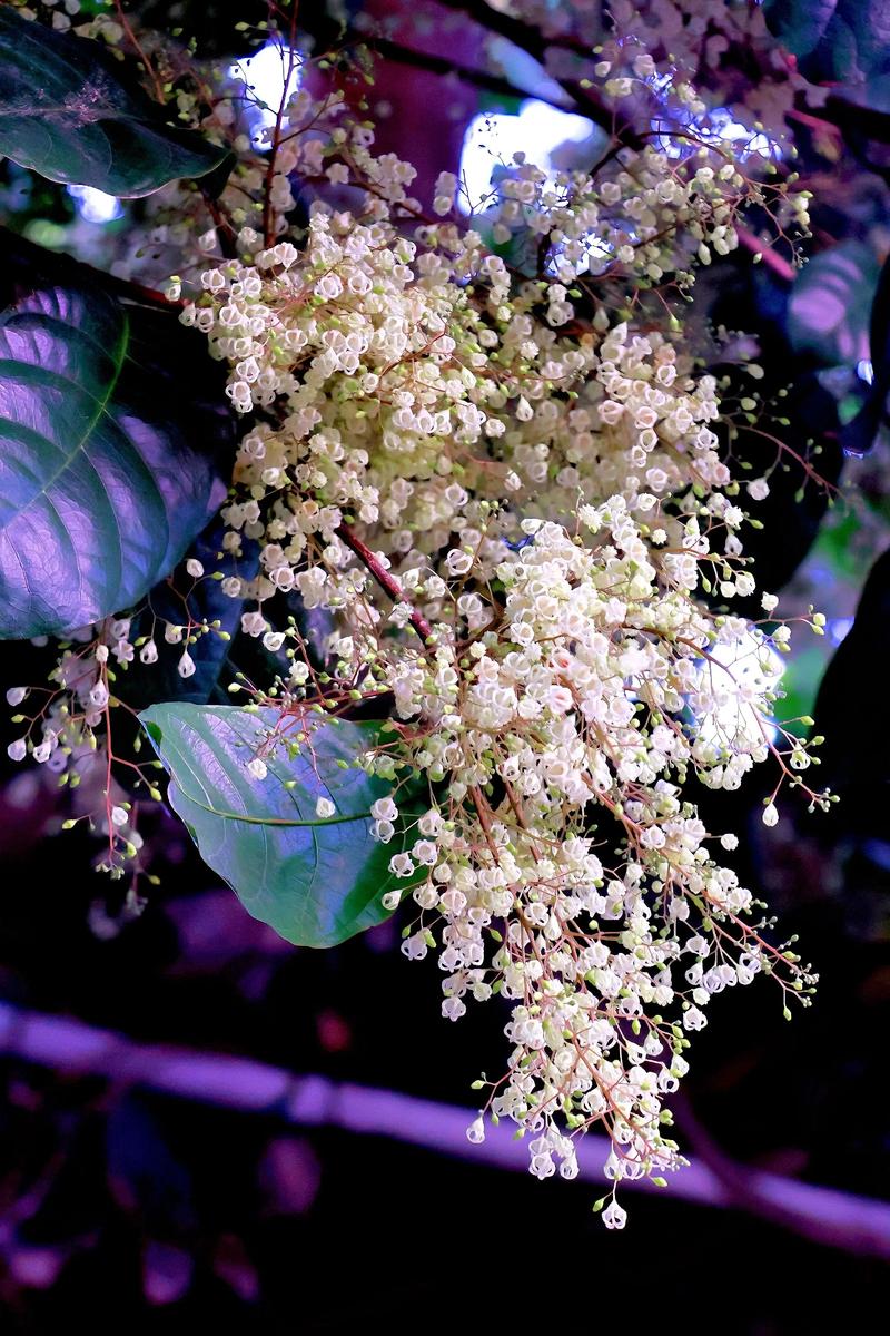 潮州适合养什么花，市花和市树是什么，潮州花卉盆景市场？-第1张图片-优品飞百科