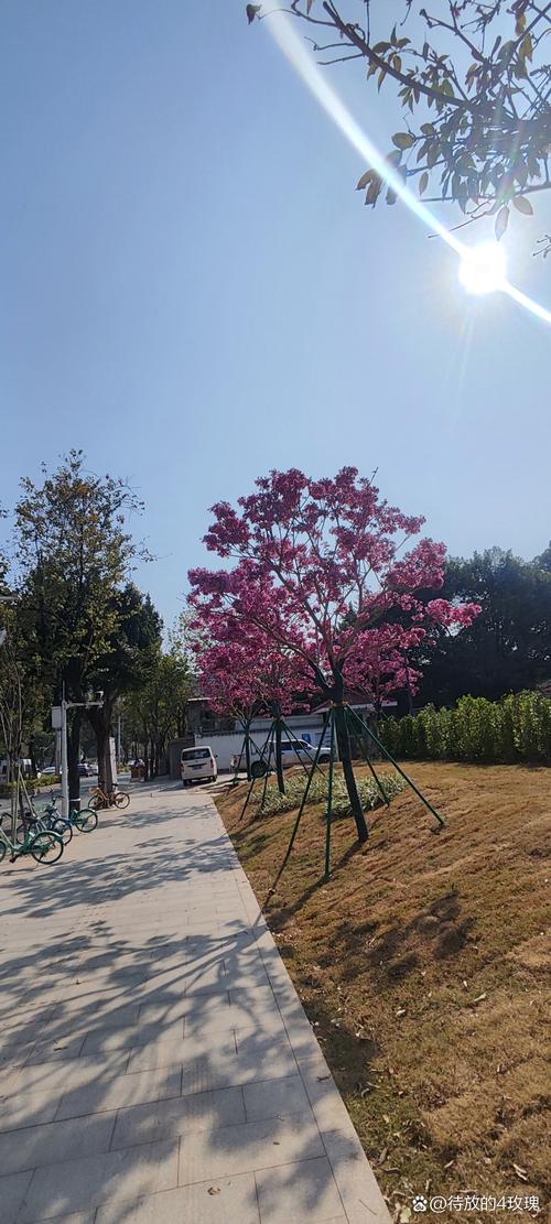 潮州适合养什么花，市花和市树是什么，潮州花卉盆景市场？-第2张图片-优品飞百科