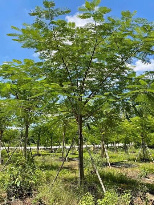 潮州适合养什么花，市花和市树是什么，潮州花卉盆景市场？-第3张图片-优品飞百科