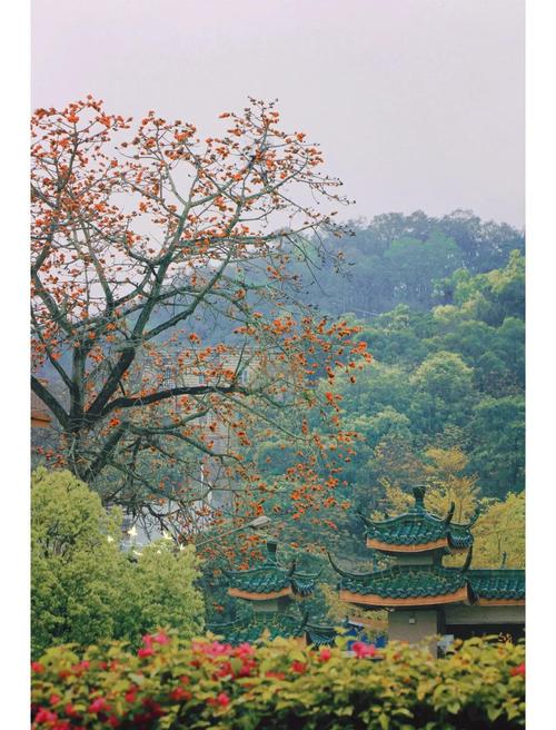 潮州适合养什么花，市花和市树是什么，潮州花卉盆景市场？-第4张图片-优品飞百科