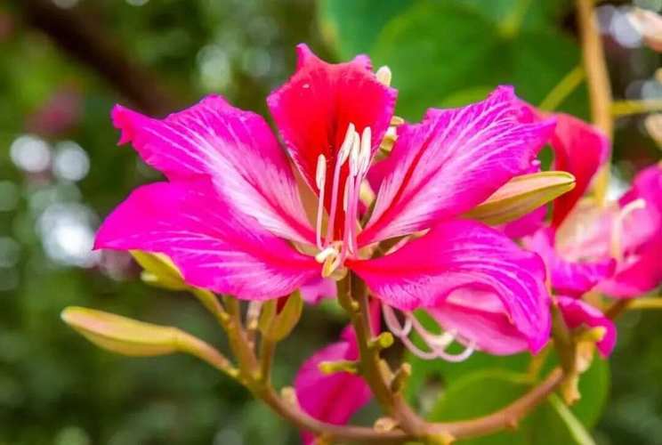 潮州适合养什么花，市花和市树是什么，潮州花卉盆景市场？-第5张图片-优品飞百科