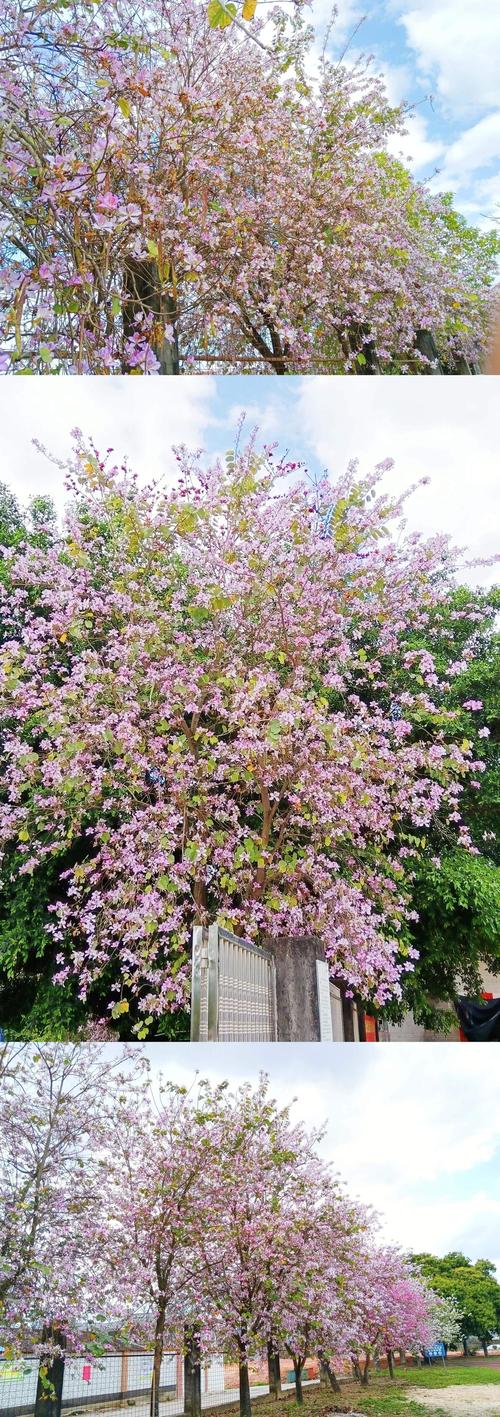 潮州适合养什么花，市花和市树是什么，潮州花卉盆景市场？-第6张图片-优品飞百科